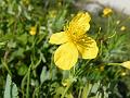 Celidonia major